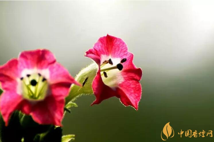 煙草花花語是什么，煙草花什么時候開花