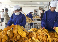 常見幾種香煙的種類香煙的取材有哪些