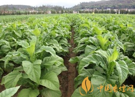 湖南瀏陽煙草局依托G80烤煙特色品種為煙農(nóng)創(chuàng)收9375萬元！